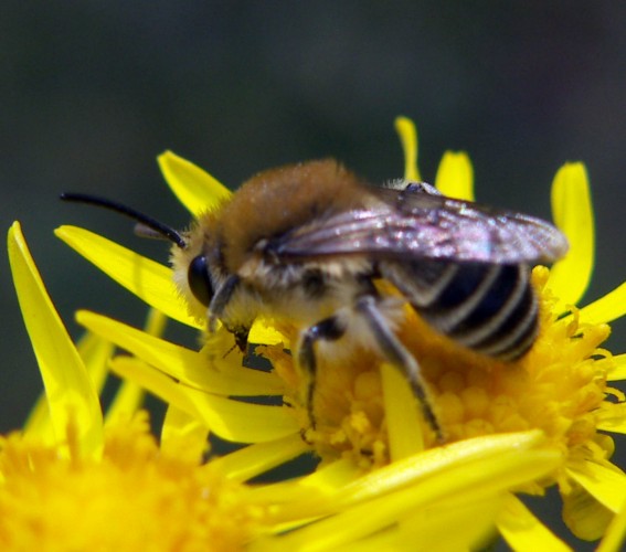 Colletes sp. ma quale?